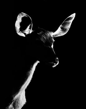 Antelope Silhouette on a black background