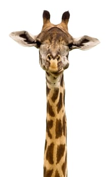 Giraffe Head isolated on a white background