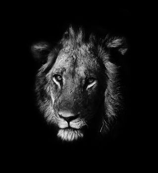 Black and white portrait of a male Lion