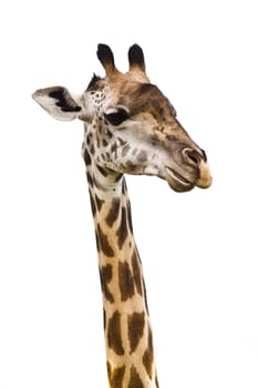 Giraffe Head isolated on a white background