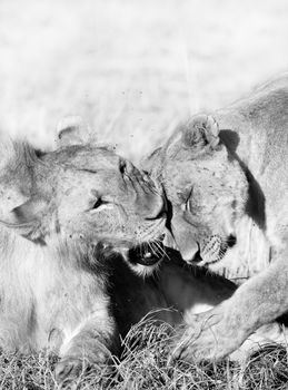 Black and white image of wild African Lions Showing Affection
