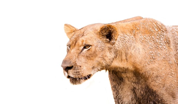 Wild African Lion isolated on a white background