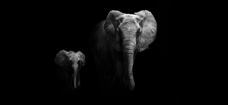 Black and white image of a Mother and Baby Elephant