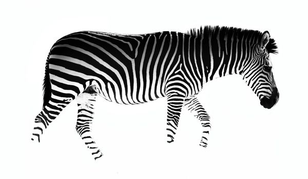 Creative edit of a zebra on a white background