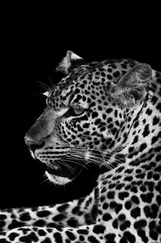 Black and white image of a wild Leopard