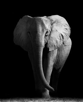 Artistic edit of an African elephant walking out of the darkness