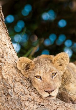 Cute Lion Cub resting in the shade of a large tree