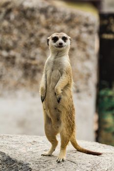 Meerkat looking around and checking out it's surroundings