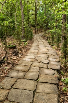 Stone path leading to the forest with trees around