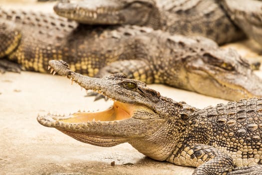 Crocodile with open mouth lying in farm, Thailand