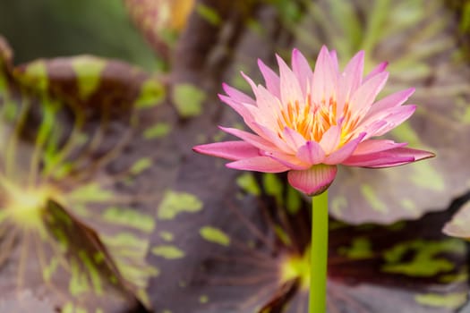 Beautiful pink water lily with background of leaf