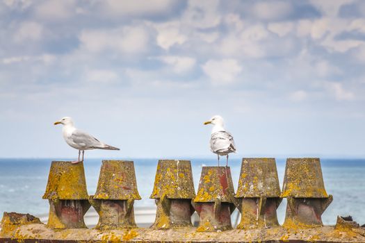 Two seagulls on the pier of a harbor in France