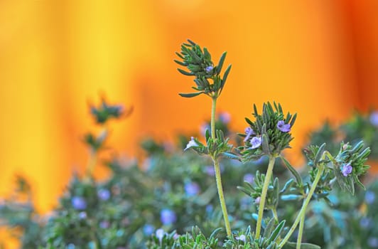 fresh green thyme herbs  isolated on a orange background shoot in studio