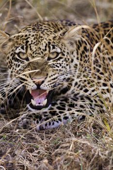 Close up of a wild Leopard Growling