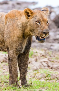 Close up of a Lioness hunting in the wild