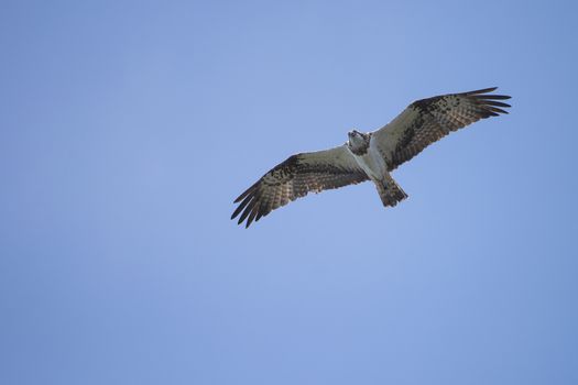 Five sea (in Norwegian Femsj��en) is a lake located in the municipality of Halden, Norway. My son and I were on a photo safari, hoping to get pictures of Osprey that breed in a tree on a small island in Five sea