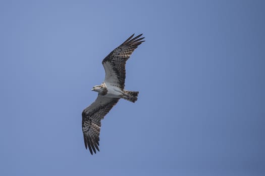 Five sea (in Norwegian Femsj��en) is a lake located in the municipality of Halden, Norway. My son and I were on a photo safari, hoping to get pictures of Osprey that breed in a tree on a small island in Five sea