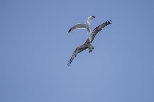 Five sea (in Norwegian Femsj��en) is a lake located in the municipality of Halden, Norway. My son and I were on a photo safari, hoping to get pictures of Osprey that breed in a tree on a small island in Five sea