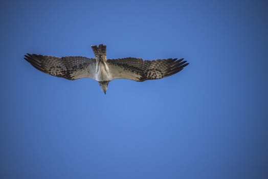 Five sea (in Norwegian Femsj��en) is a lake located in the municipality of Halden, Norway. My son and I were on a photo safari, hoping to get pictures of Osprey that breed in a tree on a small island in Five sea