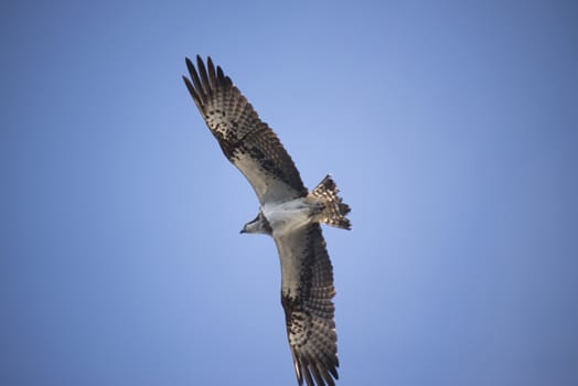 Five sea (in Norwegian Femsj��en) is a lake located in the municipality of Halden, Norway. My son and I were on a photo safari, hoping to get pictures of Osprey that breed in a tree on a small island in Five sea