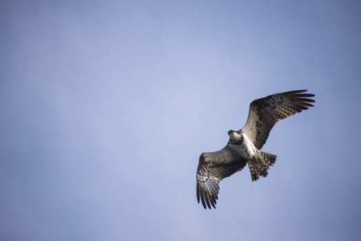 Five sea (in Norwegian Femsj��en) is a lake located in the municipality of Halden, Norway. My son and I were on a photo safari, hoping to get pictures of Osprey that breed in a tree on a small island in Five sea