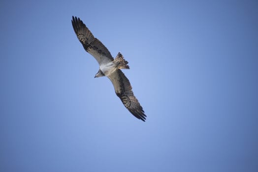 Five sea (in Norwegian Femsj��en) is a lake located in the municipality of Halden, Norway. My son and I were on a photo safari, hoping to get pictures of Osprey that breed in a tree on a small island in Five sea