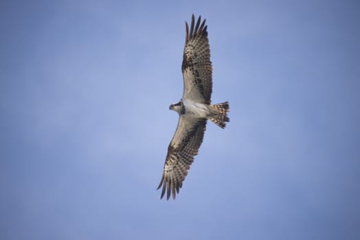 Five sea (in Norwegian Femsj��en) is a lake located in the municipality of Halden, Norway. My son and I were on a photo safari, hoping to get pictures of Osprey that breed in a tree on a small island in Five sea