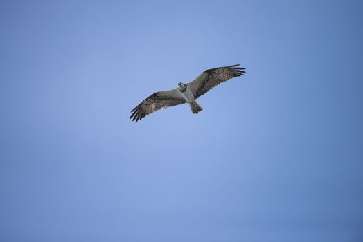 Five sea (in Norwegian Femsj��en) is a lake located in the municipality of Halden, Norway. My son and I were on a photo safari, hoping to get pictures of Osprey that breed in a tree on a small island in Five sea