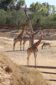 Three giraffe and zebra in the aviary