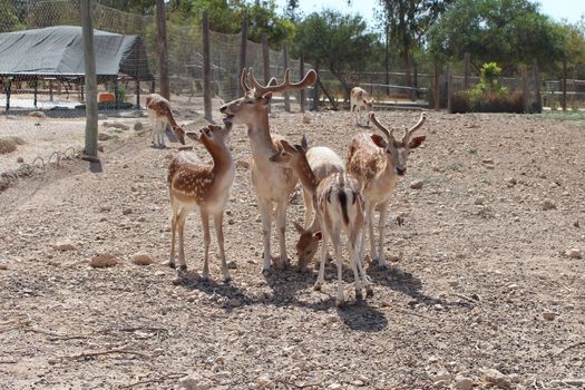 The family of seven sika deer. In the aviary