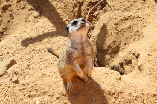 Meerkat looking up. Sitting on the sand