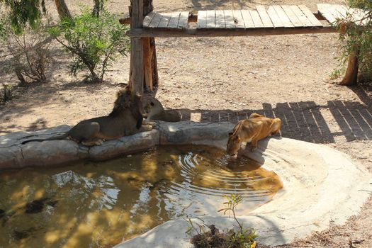 Lion and two lionesses. Lion and one lioness lie, the second lioness lap up water