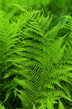 Fresh and green fern background. Close up