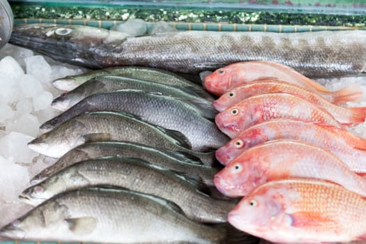 Fresh-caught sea fish on a counter in the fish market