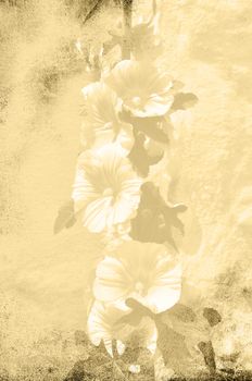 Hollyhock in textured grungy sepia