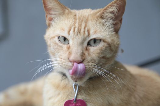 Portrait of a gold cat wearing a collar against a blurred blue wall background