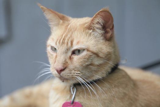 Portrait of a gold cat wearing a collar against a blurred blue wall background