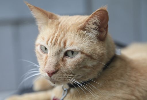 Portrait of a gold cat wearing a collar against a blurred blue wall background