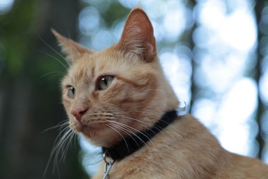 Closeup of Gold Cat with blurred background