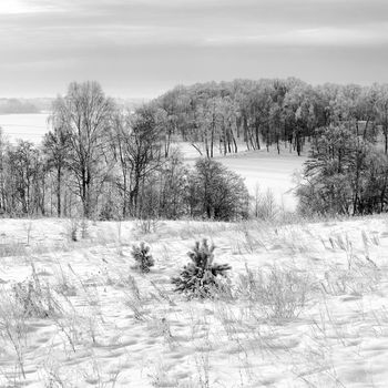 A snow covered lake and forest. Frosty january day. Countryside at Lithuania. Monochrome image