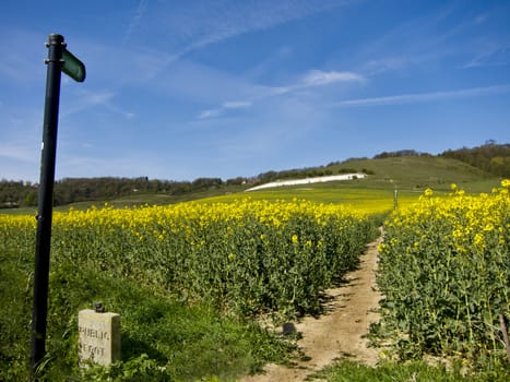 Public footpath across a rape field in full bloom, heading towards the North Downs from Thurnham, Kent