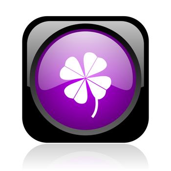 four-leaf clover black and violet square web glossy icon