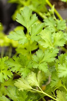 Macro shot of some fresh green parsley growing in the garden.