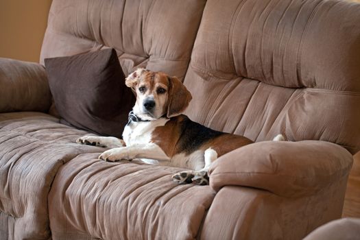 A sneaky dog caught sleeping on the living room sofa.