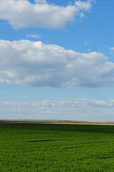 green wheat field under the blue cloudy sky