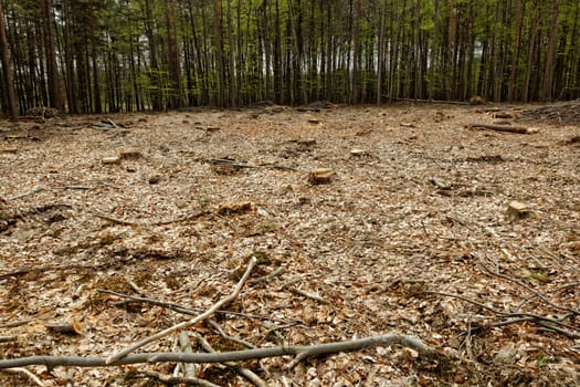 industrial deforestation and logging