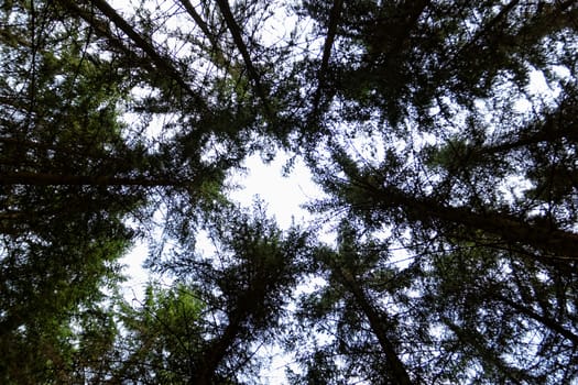 growing stretching tree to the sky