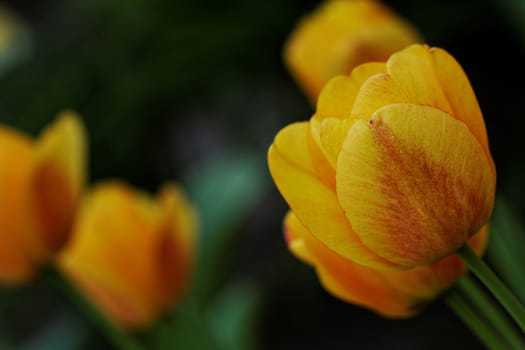Close view of some yellow tulips with green background