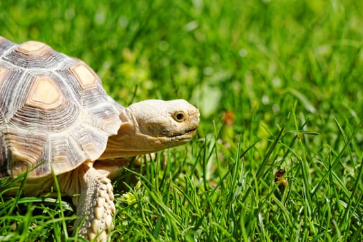 African Spurred Tortoise (Geochelone sulcata) in the garden