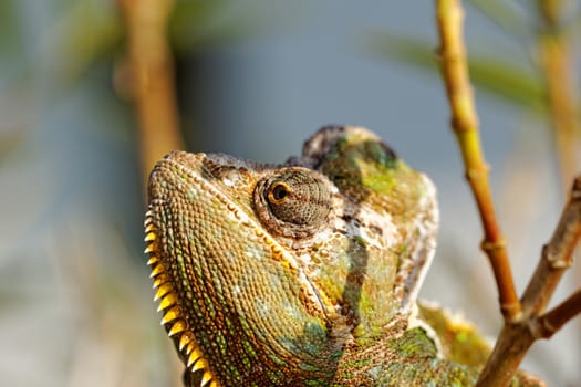 Chameleon on the leaf (Chamaeleo calyptratus)